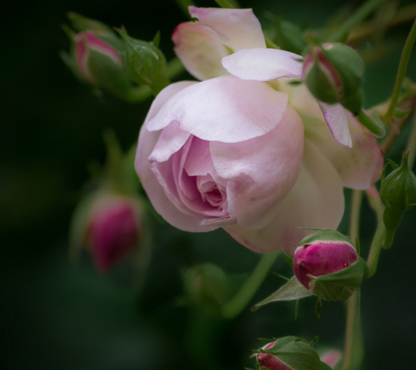 Sfondi Light Pink Rose 1440x1280