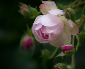 Обои Light Pink Rose 176x144