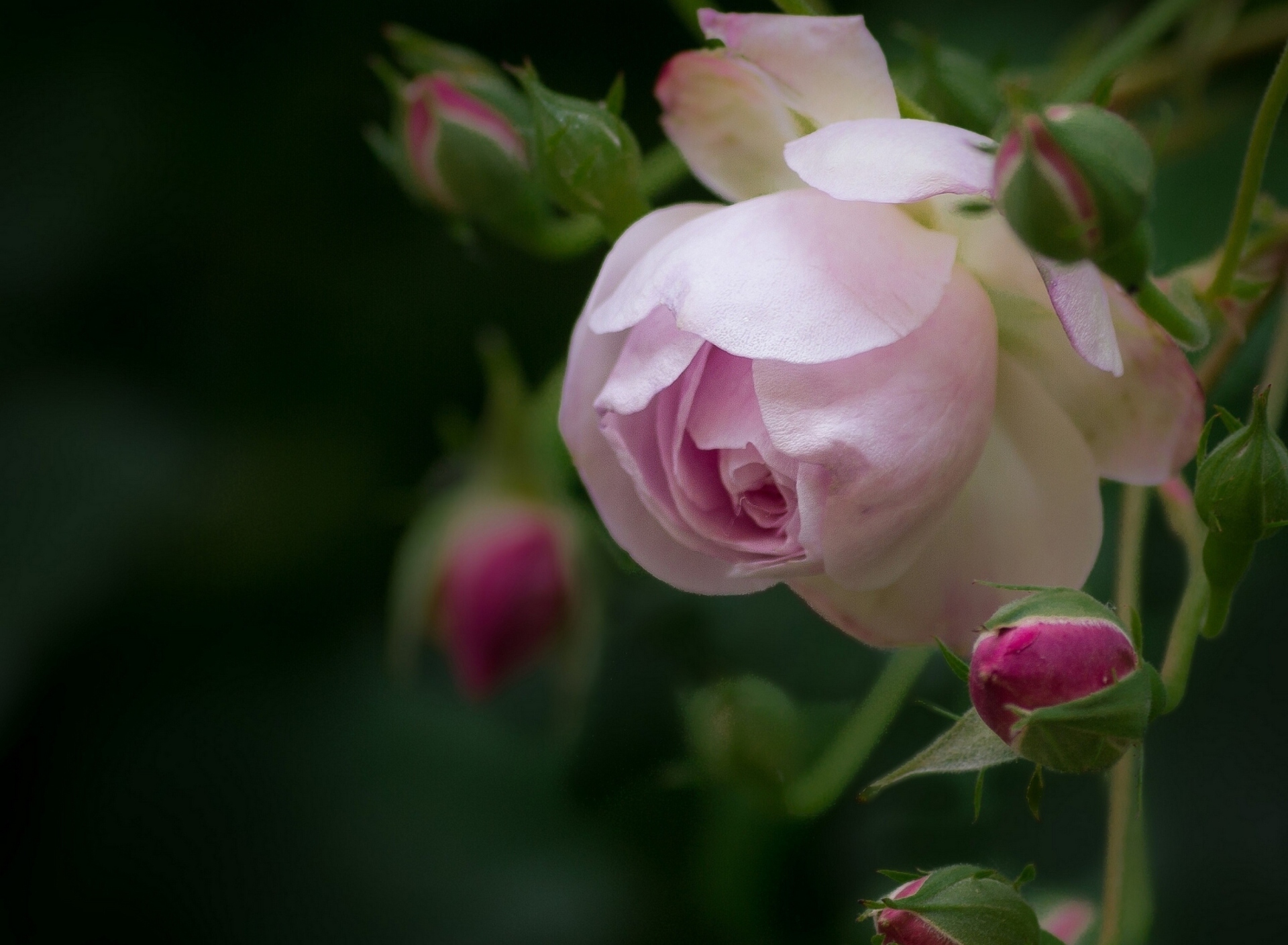 Light Pink Rose screenshot #1 1920x1408