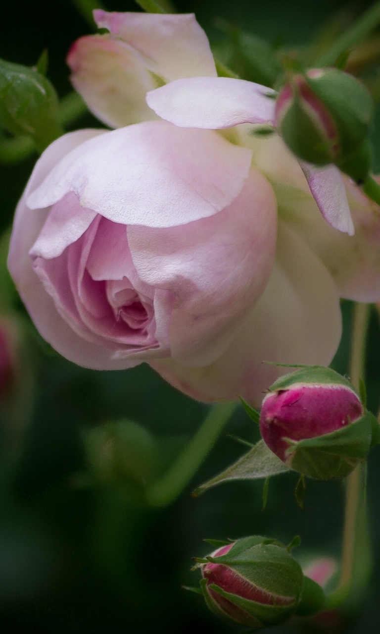 Sfondi Light Pink Rose 768x1280