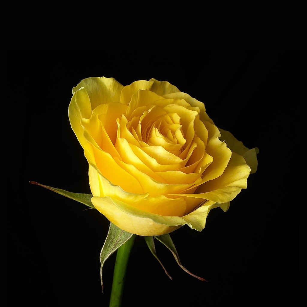 Sfondi Yellow Rose 1024x1024