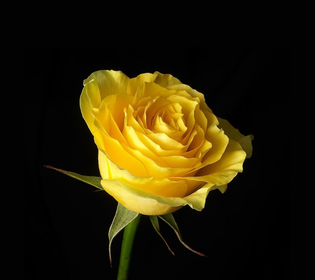Sfondi Yellow Rose 1080x960
