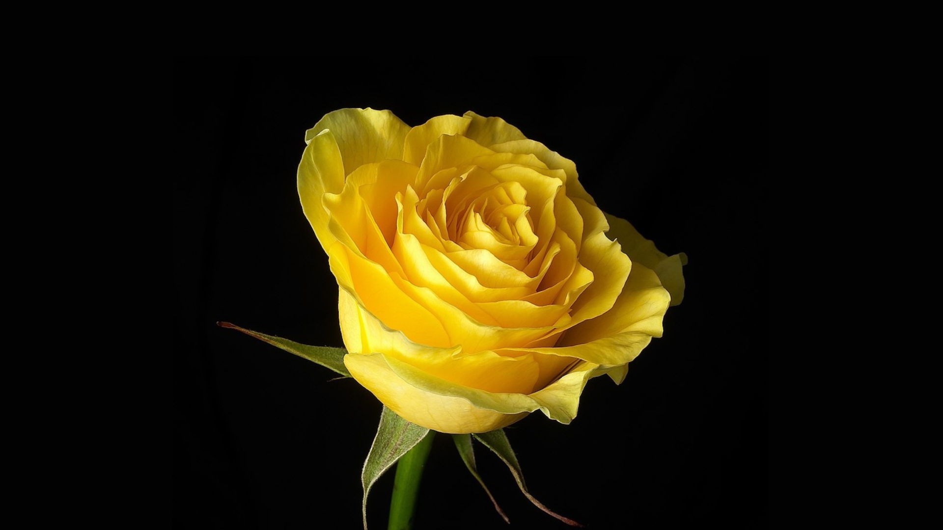 Sfondi Yellow Rose 1920x1080