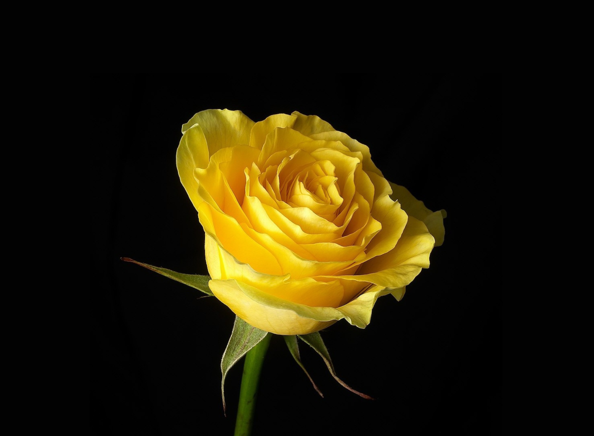 Fondo de pantalla Yellow Rose 1920x1408