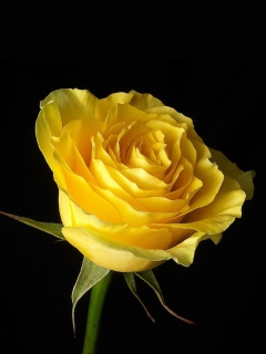 Fondo de pantalla Yellow Rose 240x320
