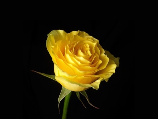 Das Yellow Rose Wallpaper 320x240