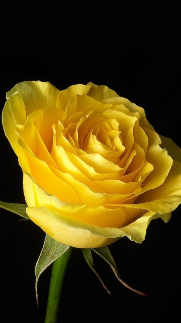 Fondo de pantalla Yellow Rose 360x640