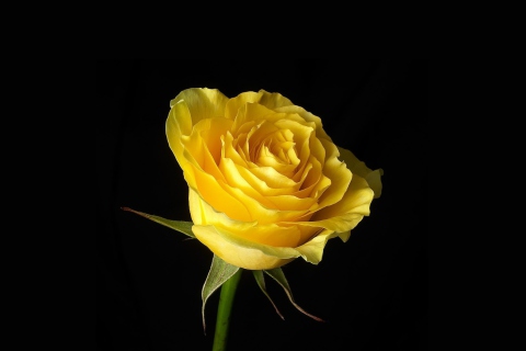 Sfondi Yellow Rose 480x320