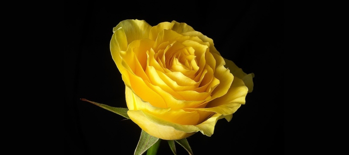 Yellow Rose screenshot #1 720x320