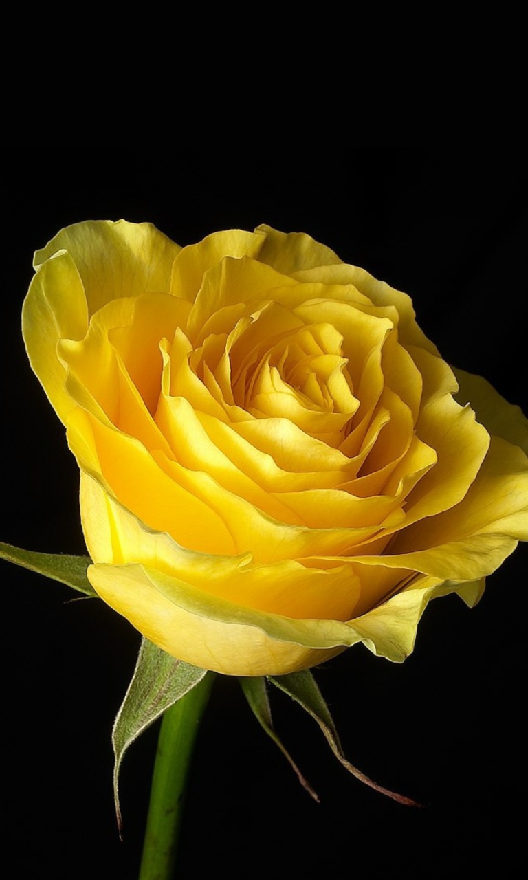 Sfondi Yellow Rose 768x1280