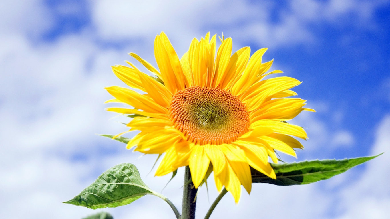 Sunflower Field in Maryland screenshot #1 1366x768