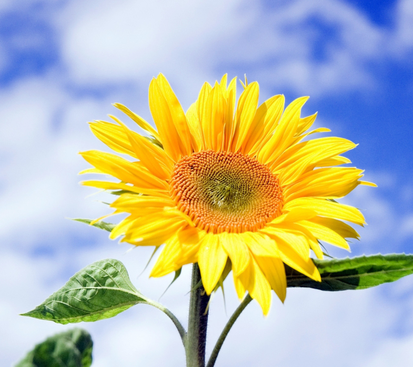 Screenshot №1 pro téma Sunflower Field in Maryland 1440x1280