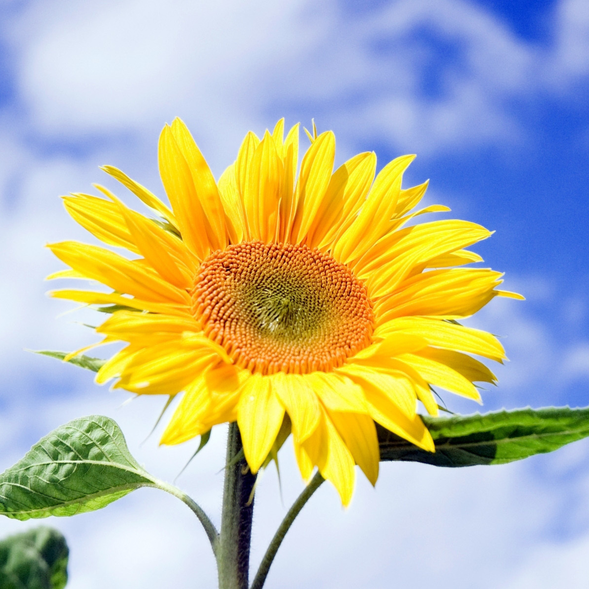 Das Sunflower Field in Maryland Wallpaper 2048x2048