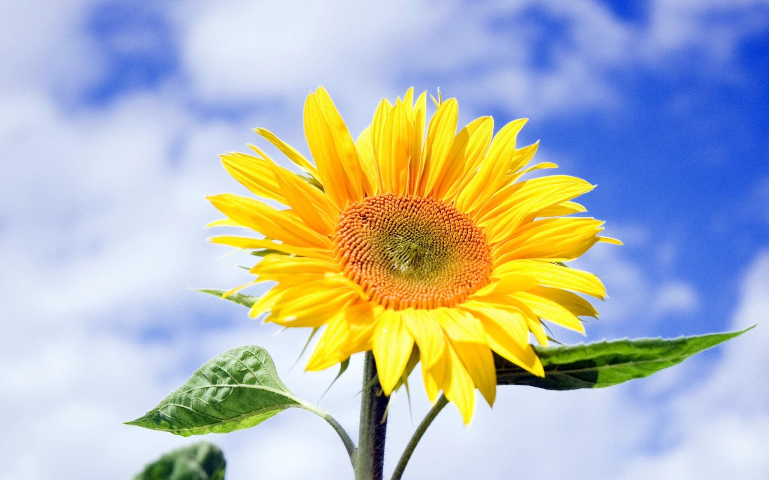 Sunflower Field in Maryland wallpaper 2560x1600