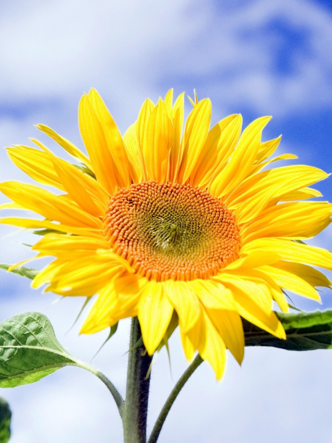 Fondo de pantalla Sunflower Field in Maryland 480x640