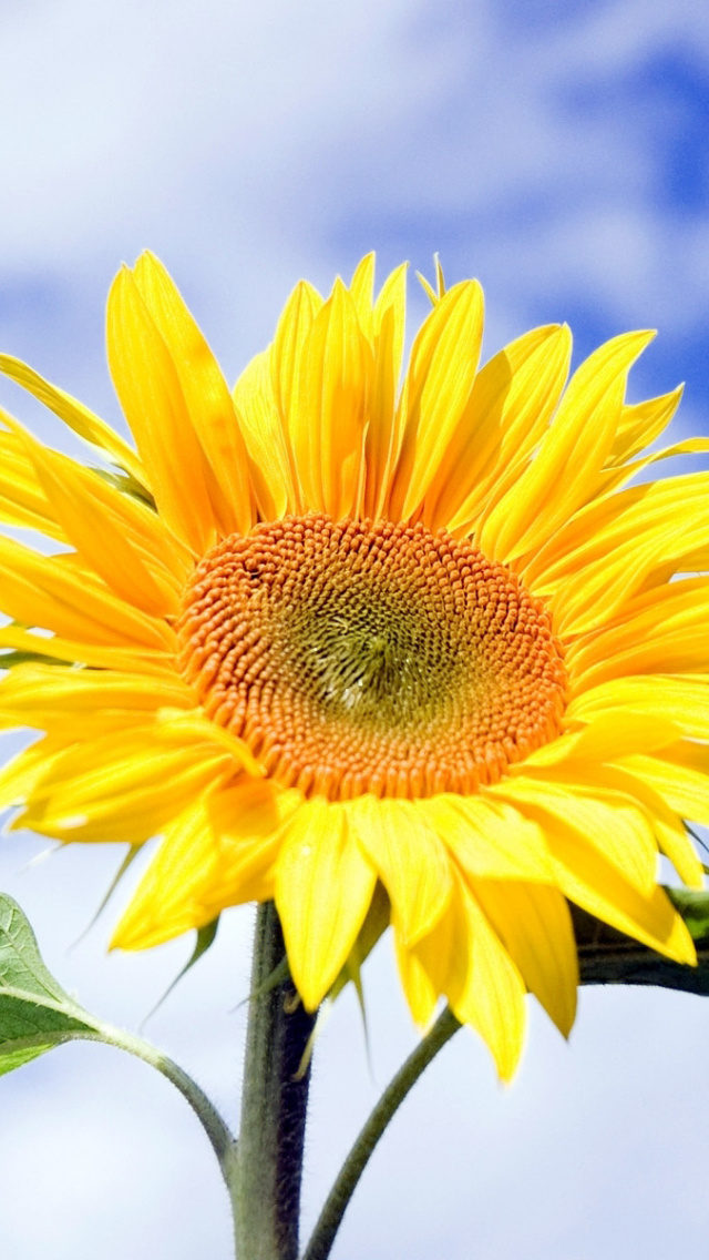 Sunflower Field in Maryland wallpaper 640x1136