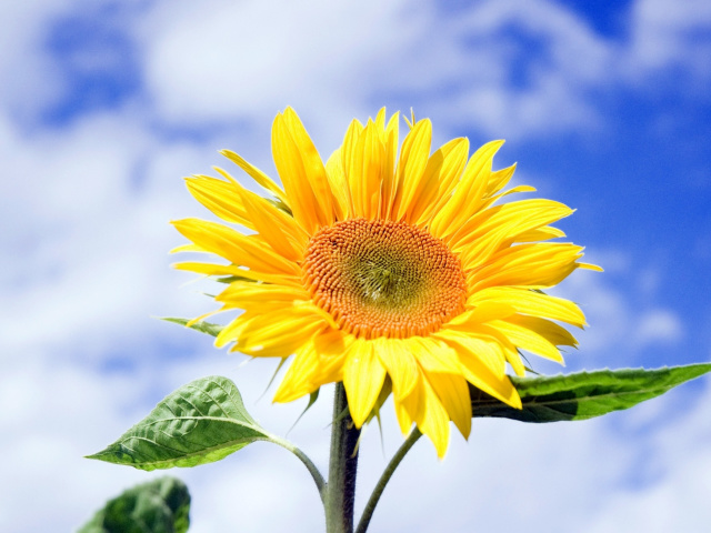 Das Sunflower Field in Maryland Wallpaper 640x480