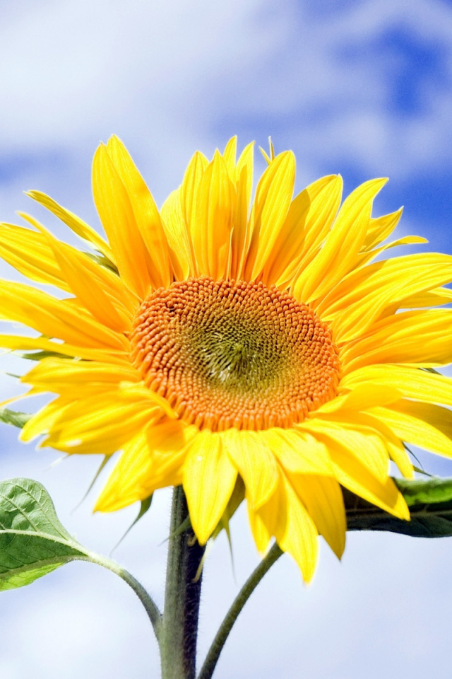 Sunflower Field in Maryland wallpaper 640x960