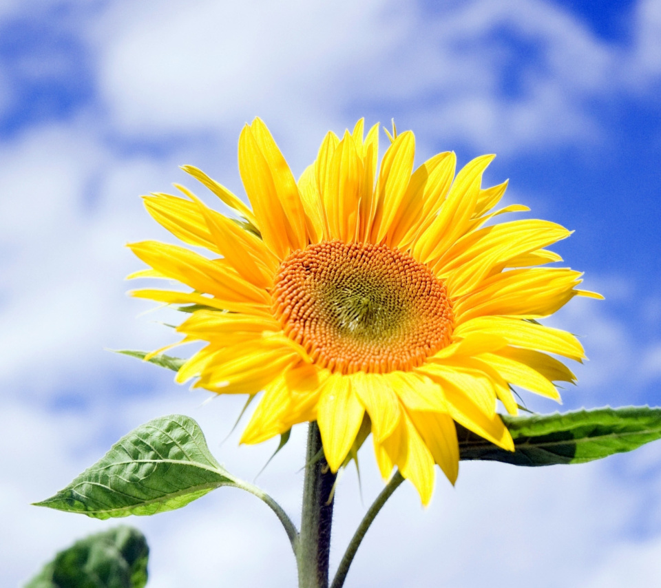 Sunflower Field in Maryland wallpaper 960x854