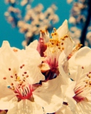 Fondo de pantalla Cherry Vintage Flowers 128x160