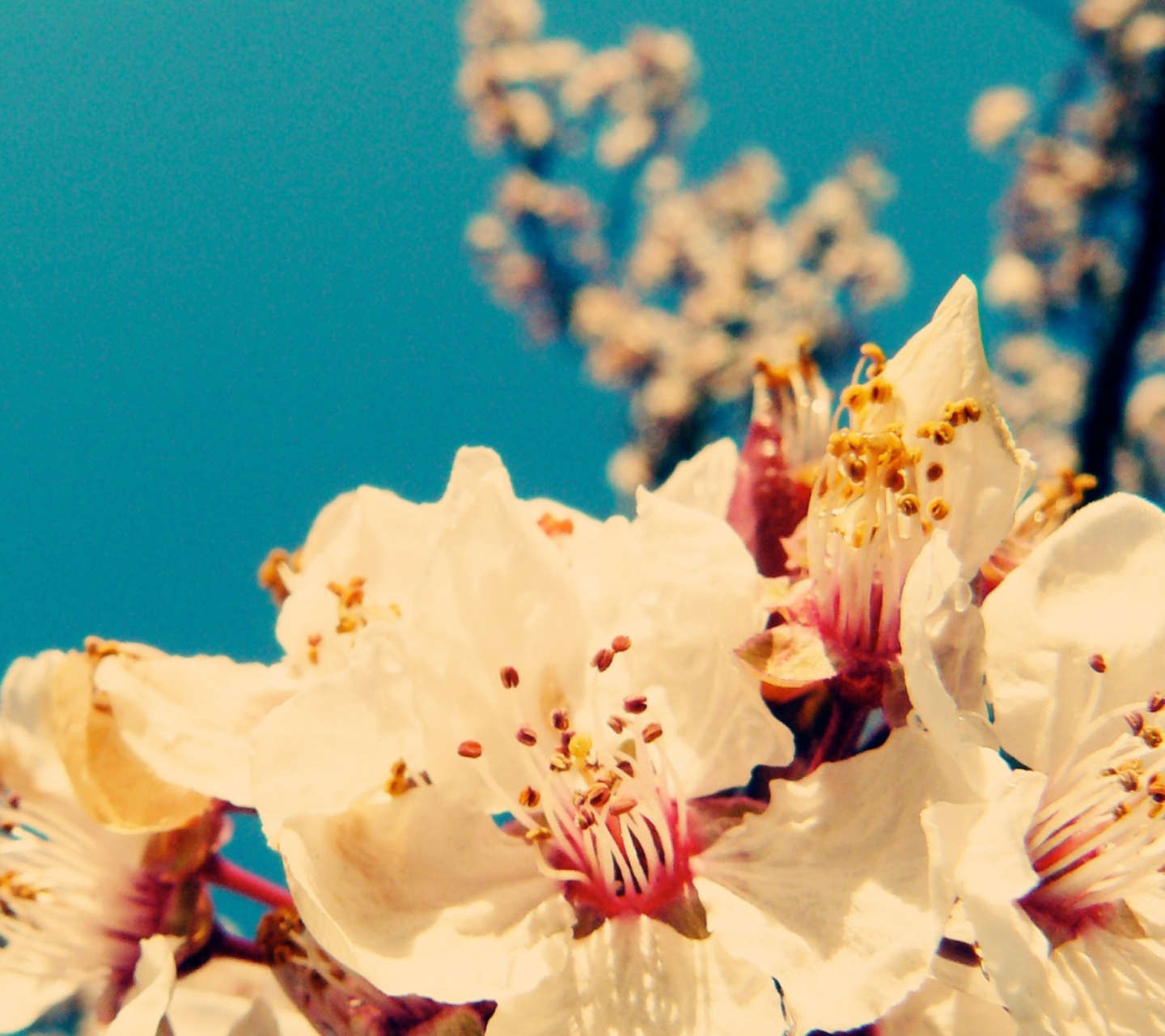 Cherry Vintage Flowers screenshot #1 1440x1280