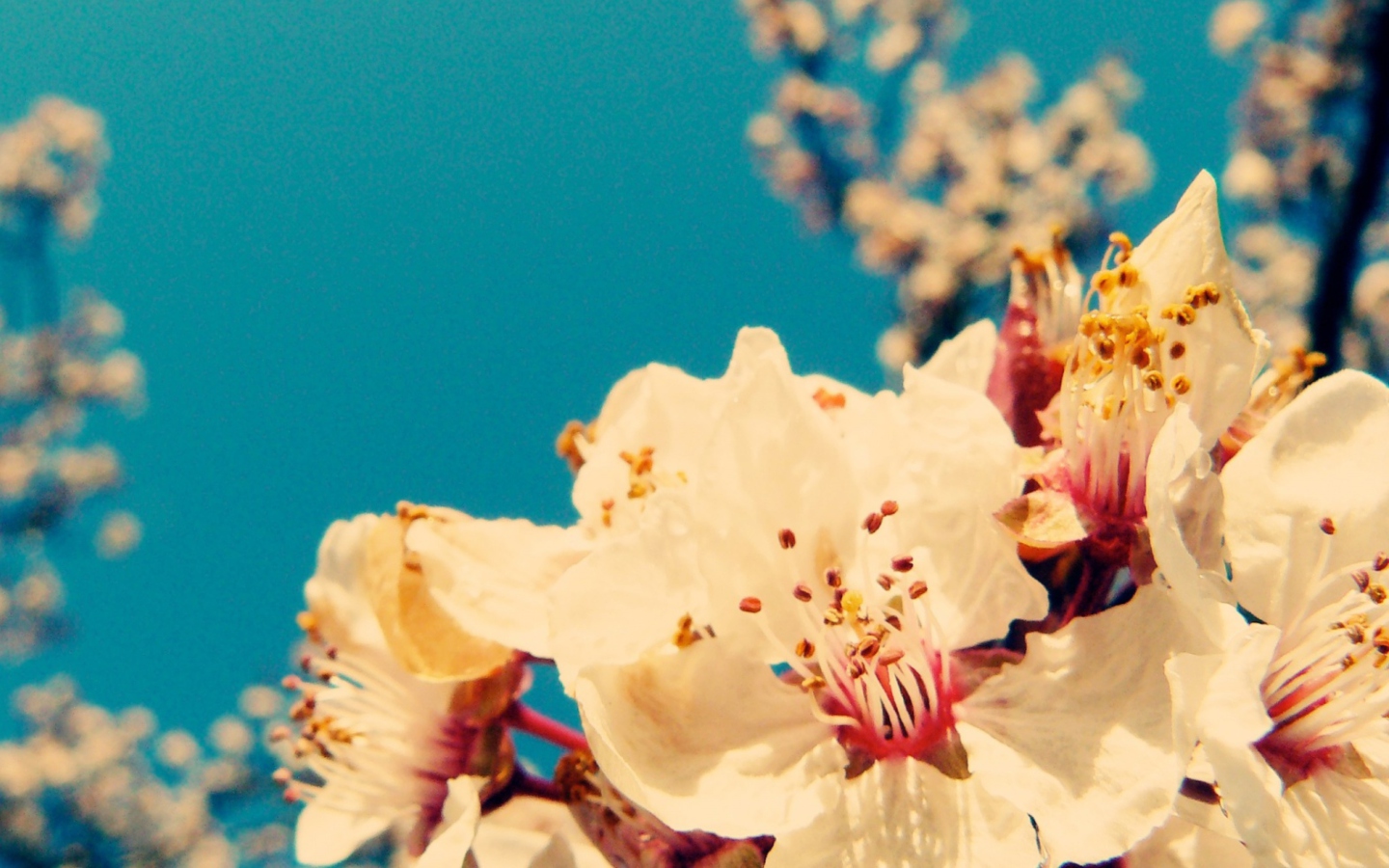 Cherry Vintage Flowers screenshot #1 1440x900