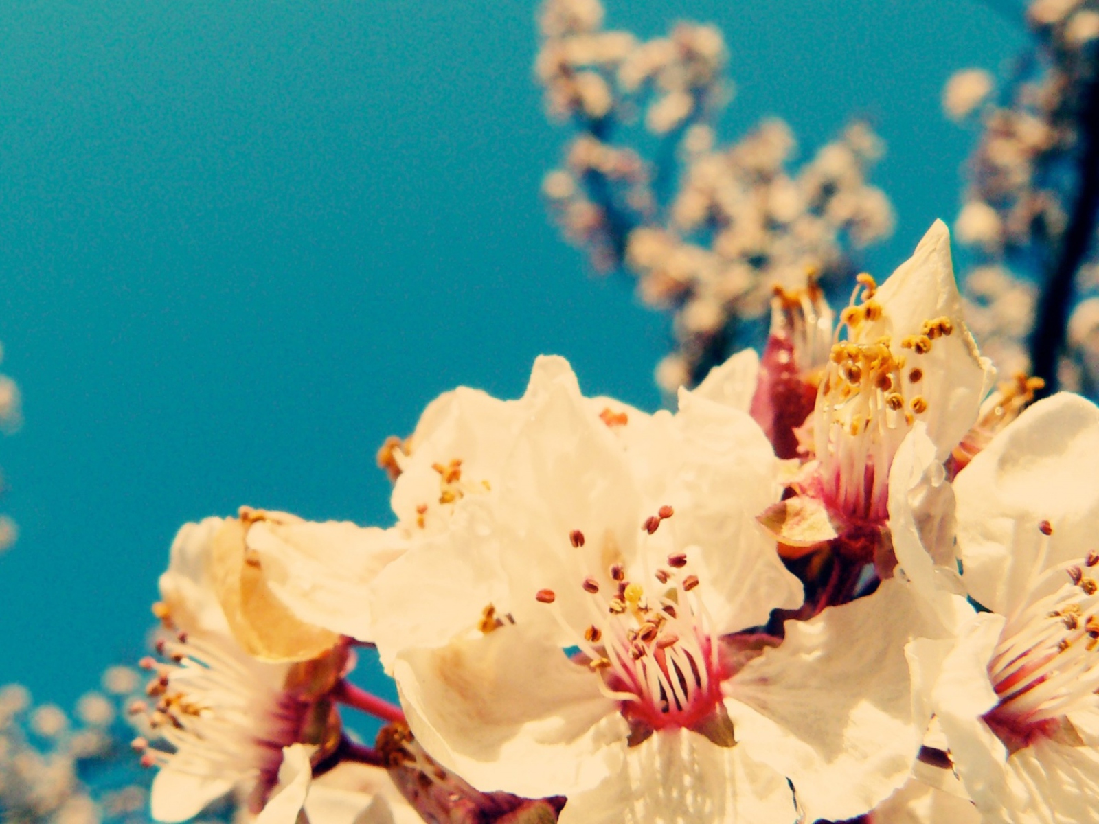 Cherry Vintage Flowers screenshot #1 1600x1200
