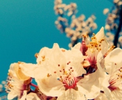 Cherry Vintage Flowers screenshot #1 176x144