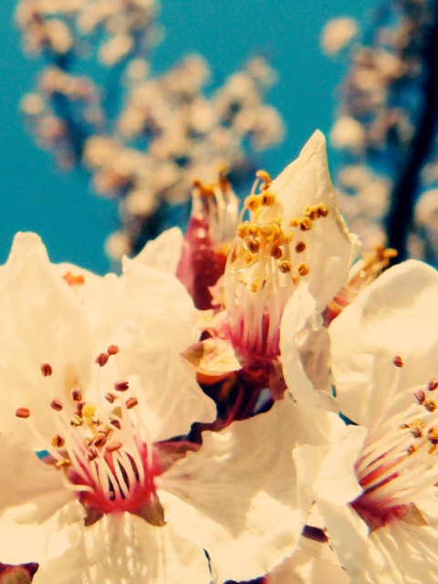 Cherry Vintage Flowers screenshot #1 480x640