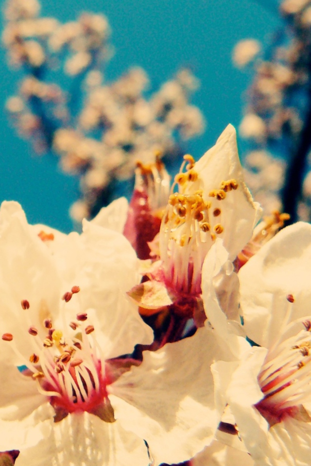 Cherry Vintage Flowers screenshot #1 640x960