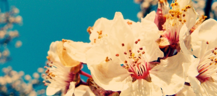 Cherry Vintage Flowers screenshot #1 720x320