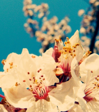 Cherry Vintage Flowers - Fondos de pantalla gratis para iPad 2