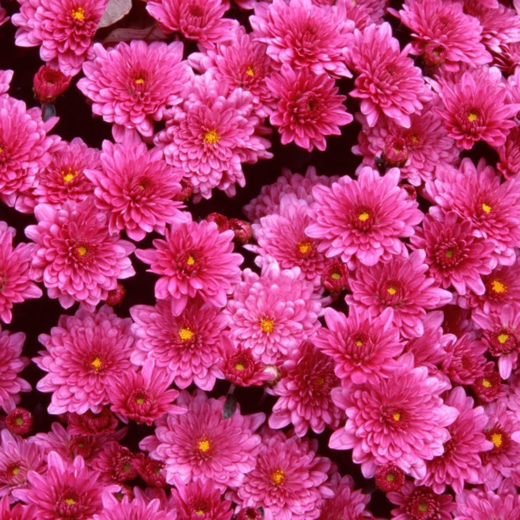 Обои Pink Flowers 1024x1024