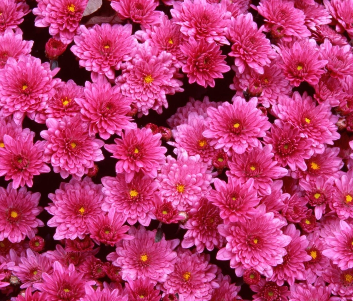 Das Pink Flowers Wallpaper 1200x1024