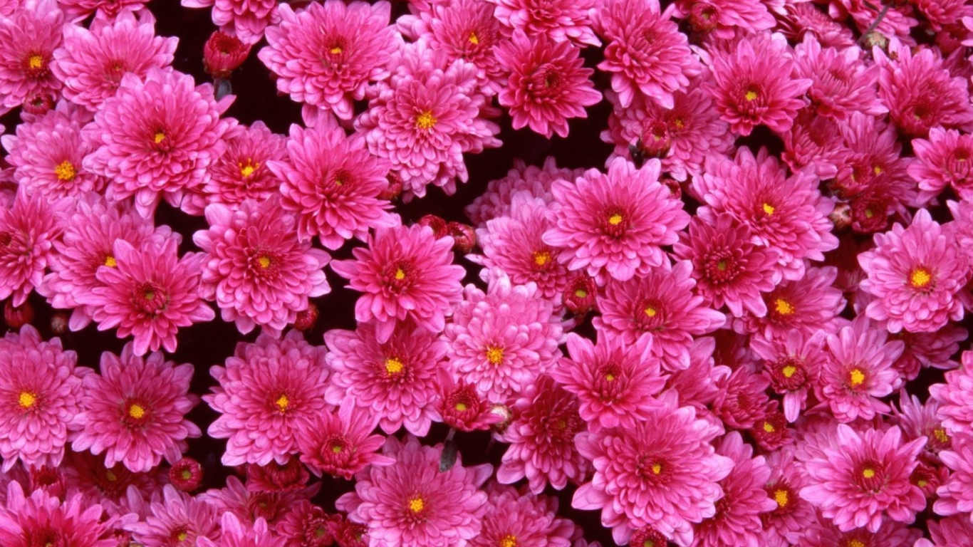 Pink Flowers wallpaper 1366x768