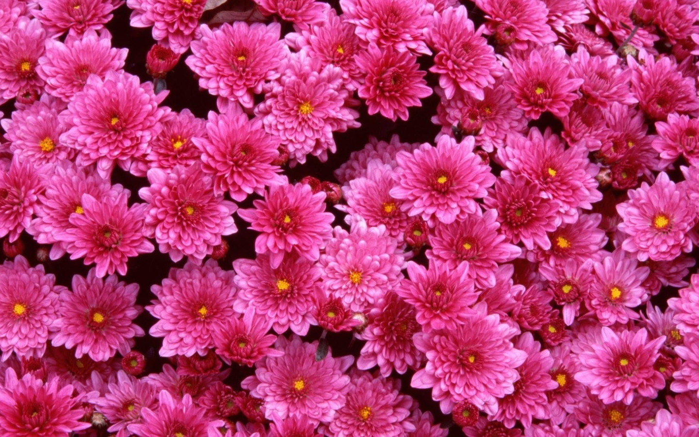 Screenshot №1 pro téma Pink Flowers 1440x900
