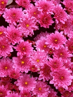 Das Pink Flowers Wallpaper 240x320