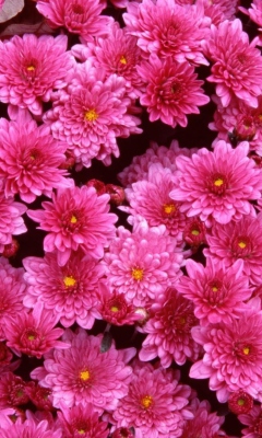 Screenshot №1 pro téma Pink Flowers 240x400