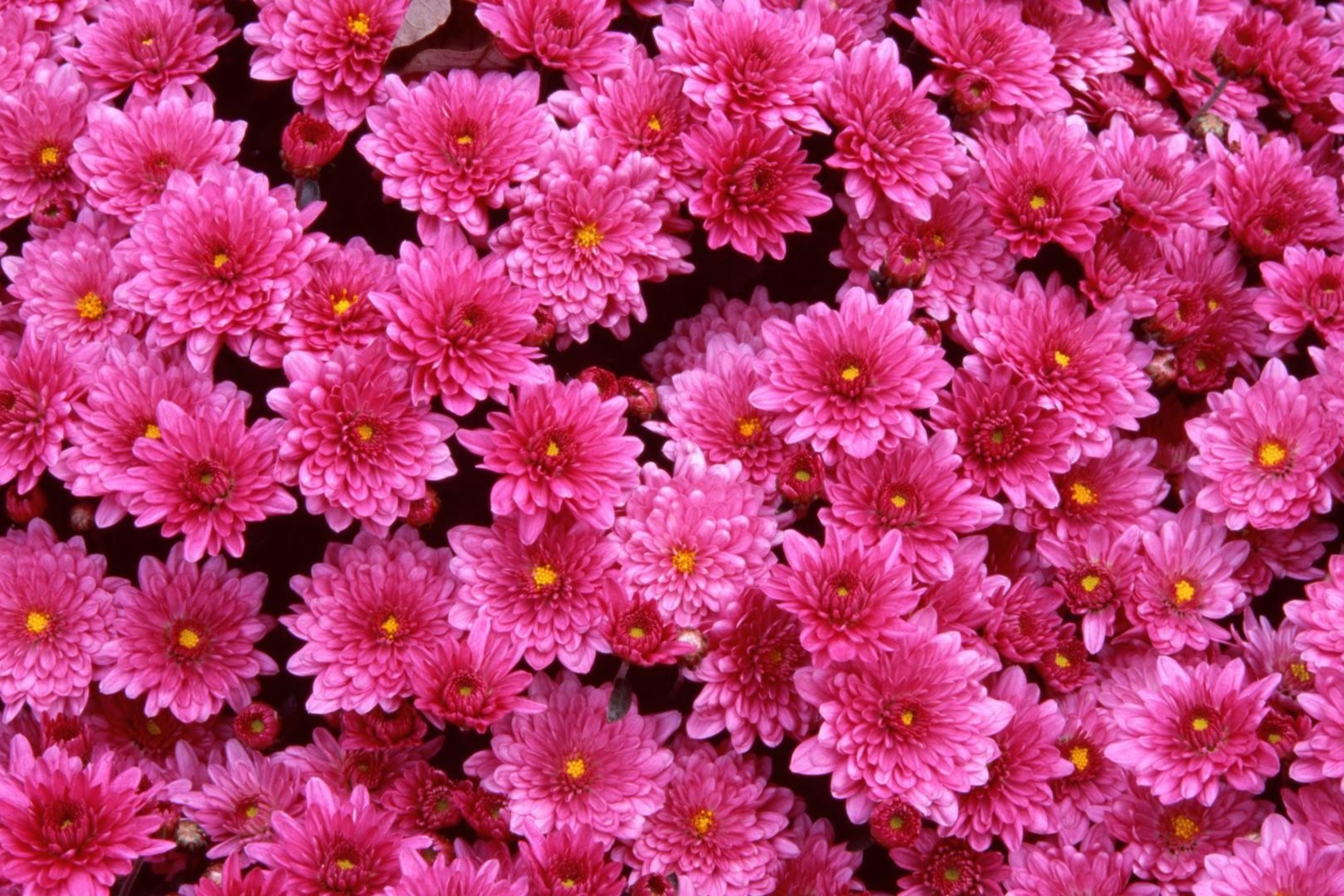 Das Pink Flowers Wallpaper 2880x1920