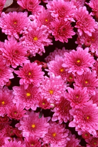 Sfondi Pink Flowers 320x480