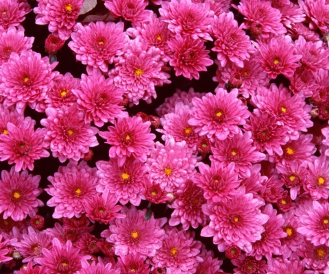 Pink Flowers screenshot #1 480x400