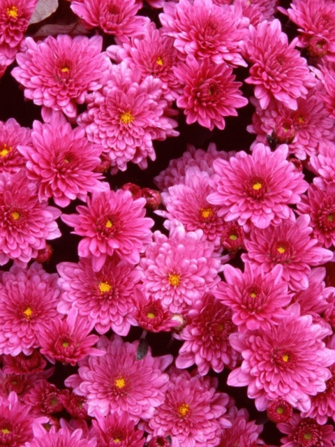 Screenshot №1 pro téma Pink Flowers 480x640