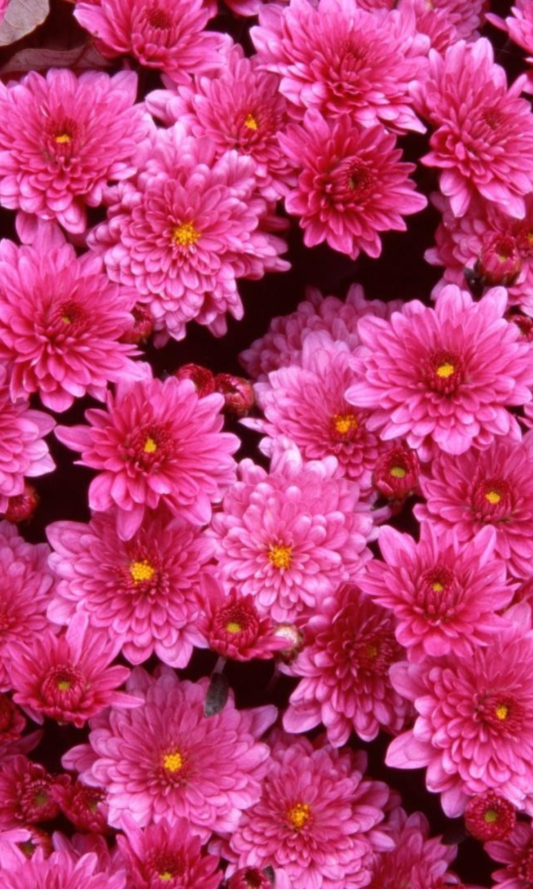 Das Pink Flowers Wallpaper 768x1280