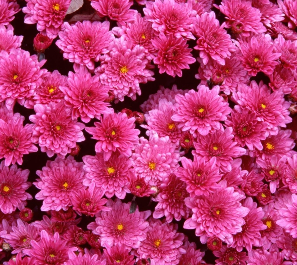 Обои Pink Flowers 960x854