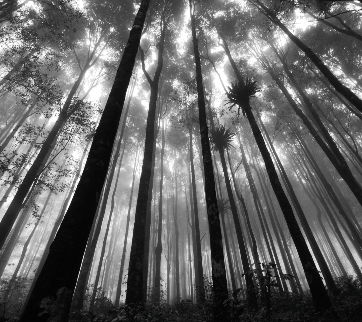 Sfondi Mystic Forest 1440x1280
