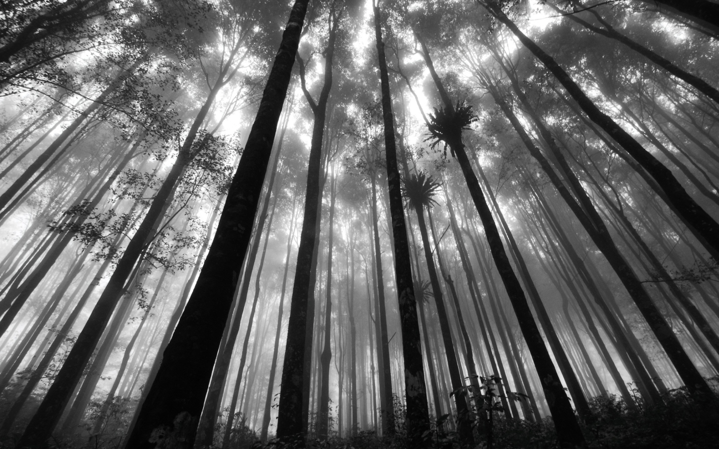 Fondo de pantalla Mystic Forest 1440x900