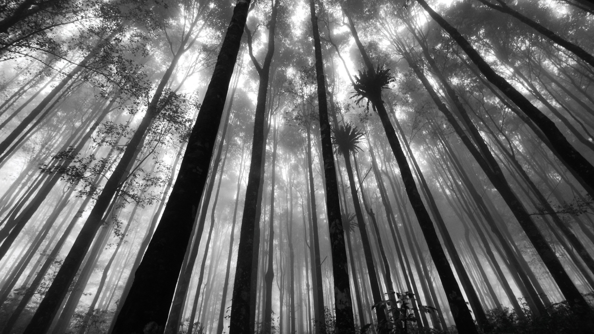 Sfondi Mystic Forest 1920x1080