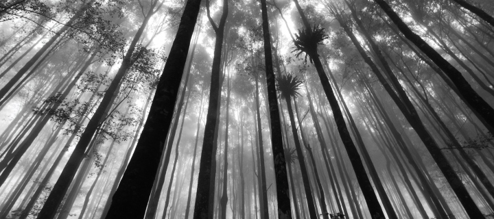 Sfondi Mystic Forest 720x320