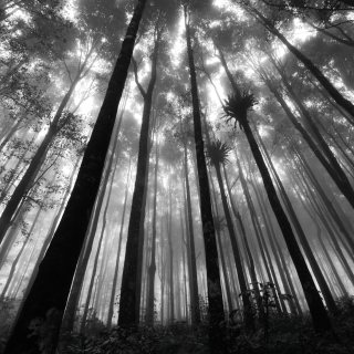 Mystic Forest papel de parede para celular para iPad