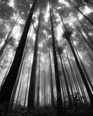Mystic Forest sfondi gratuiti per iPhone 6 Plus